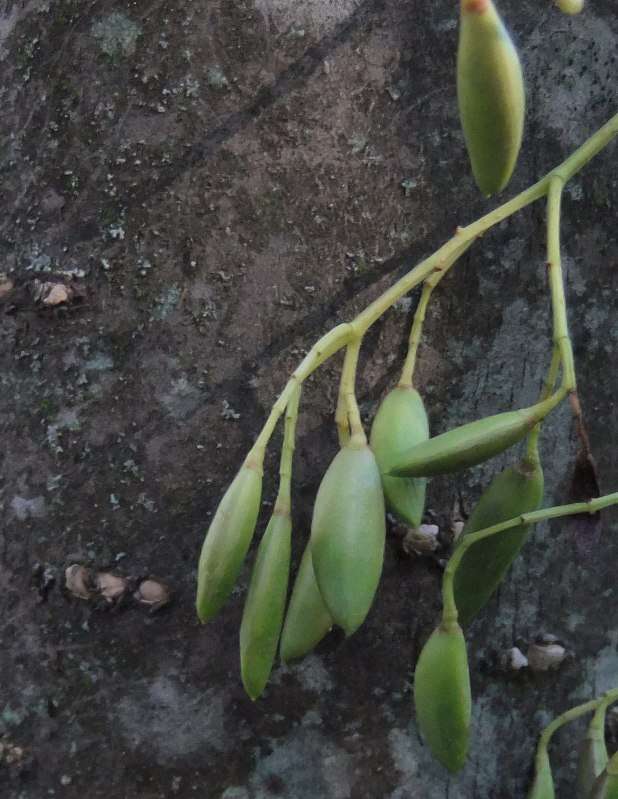 Image of Syringa amurensis specimen.