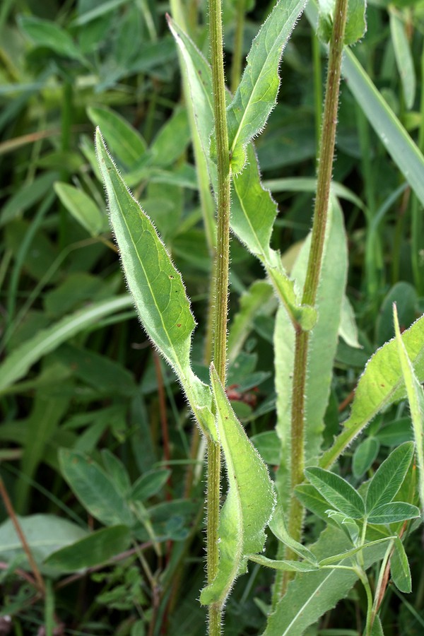 Image of Picris hieracioides specimen.