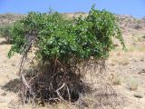 Vitis vinifera. Плодоносящее растение. Узбекистан, хребет Нуратау, Нуратинский заповедник, урочище Хаятсай, около 1200 м н.у.м., подножие каменистого склона. 02.08.2006.