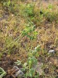 Erodium ciconium