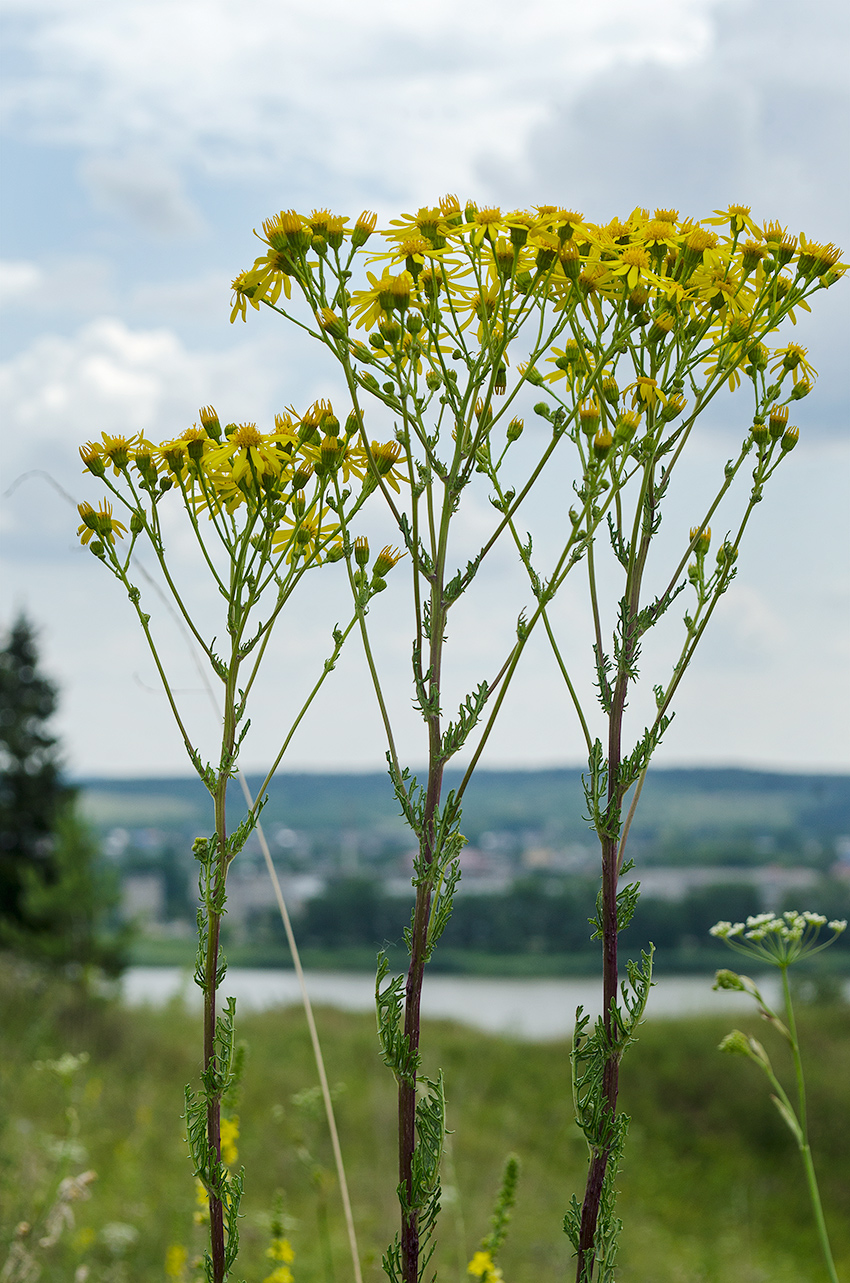 Изображение особи Senecio jacobaea.