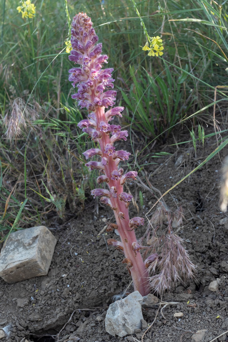 Image of Orobanche pubescens specimen.