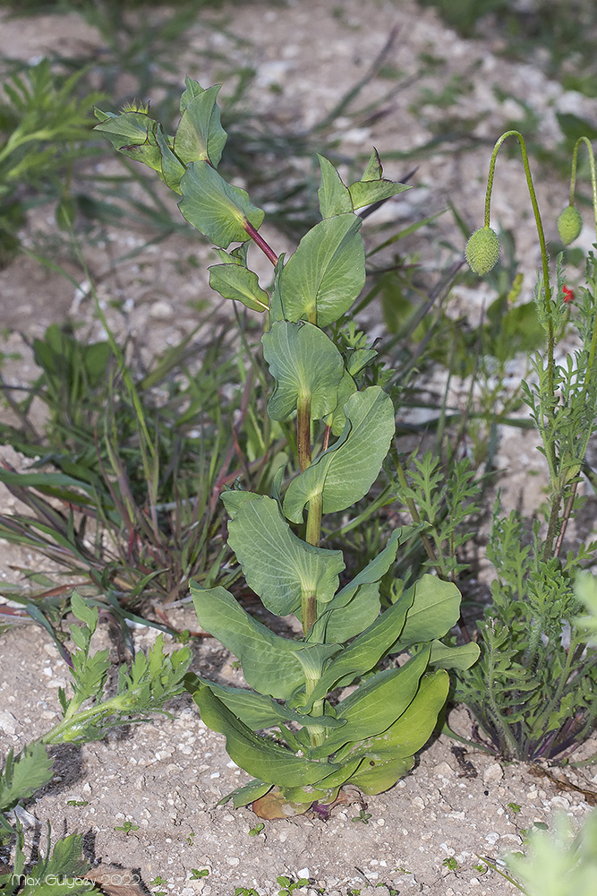 Изображение особи Bupleurum rotundifolium.