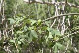 семейство Malvaceae. Ветвь с плодом и листьями. Мадагаскар, провинция Тулеария, регион Ациму-Андрефана, Arboretum d'Antsokay. 04.12.2019.