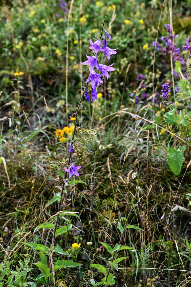 Image of Campanula rapunculoides specimen.