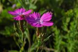 Смотреть изображение Dianthus caucaseus