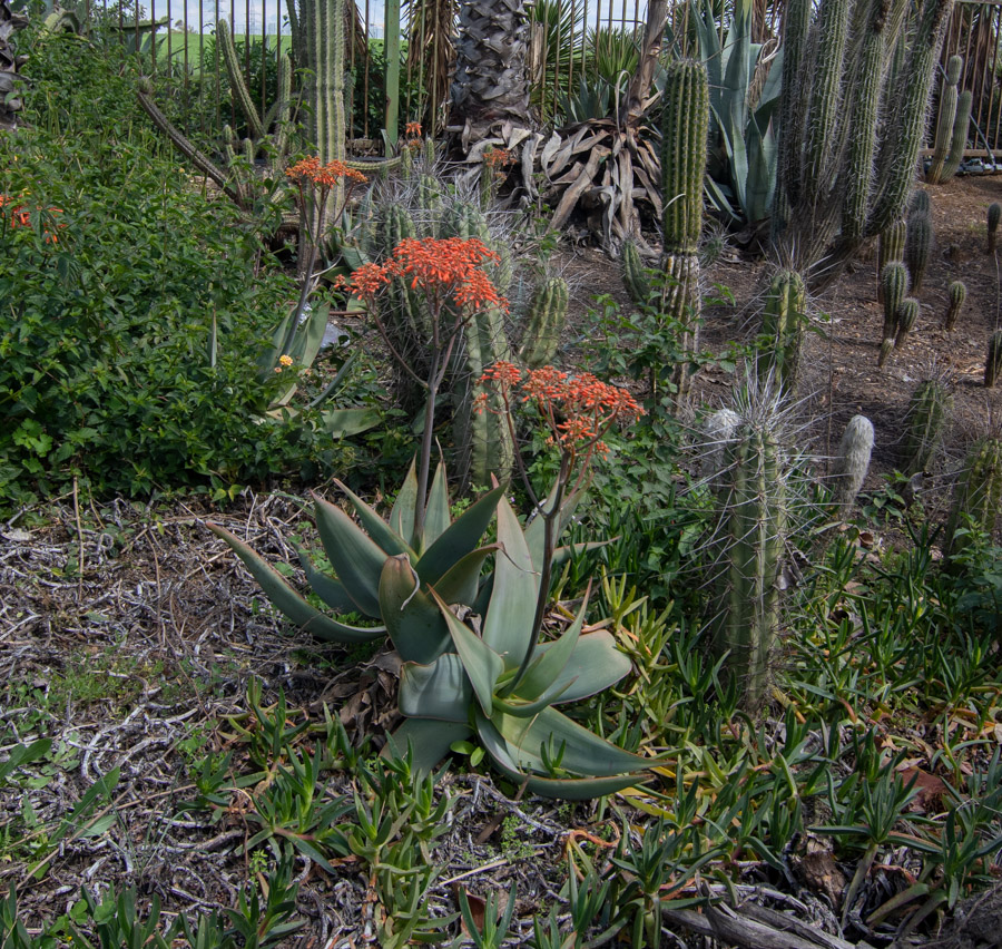 Изображение особи Aloe striata.