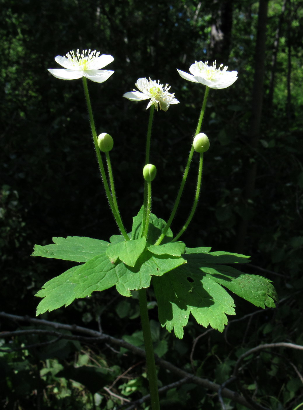 Image of Anemone baicalensis ssp. kebeshensis var. titenkinii specimen.