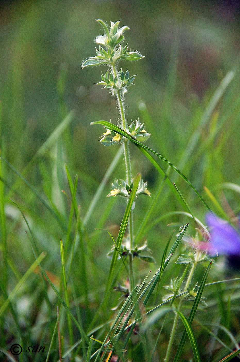 Image of Sideritis montana specimen.