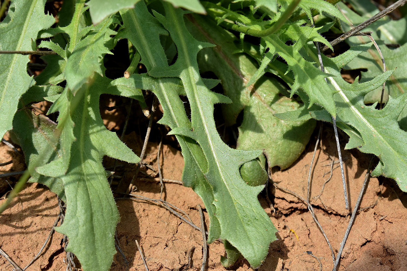 Image of Lagoseris obovata specimen.