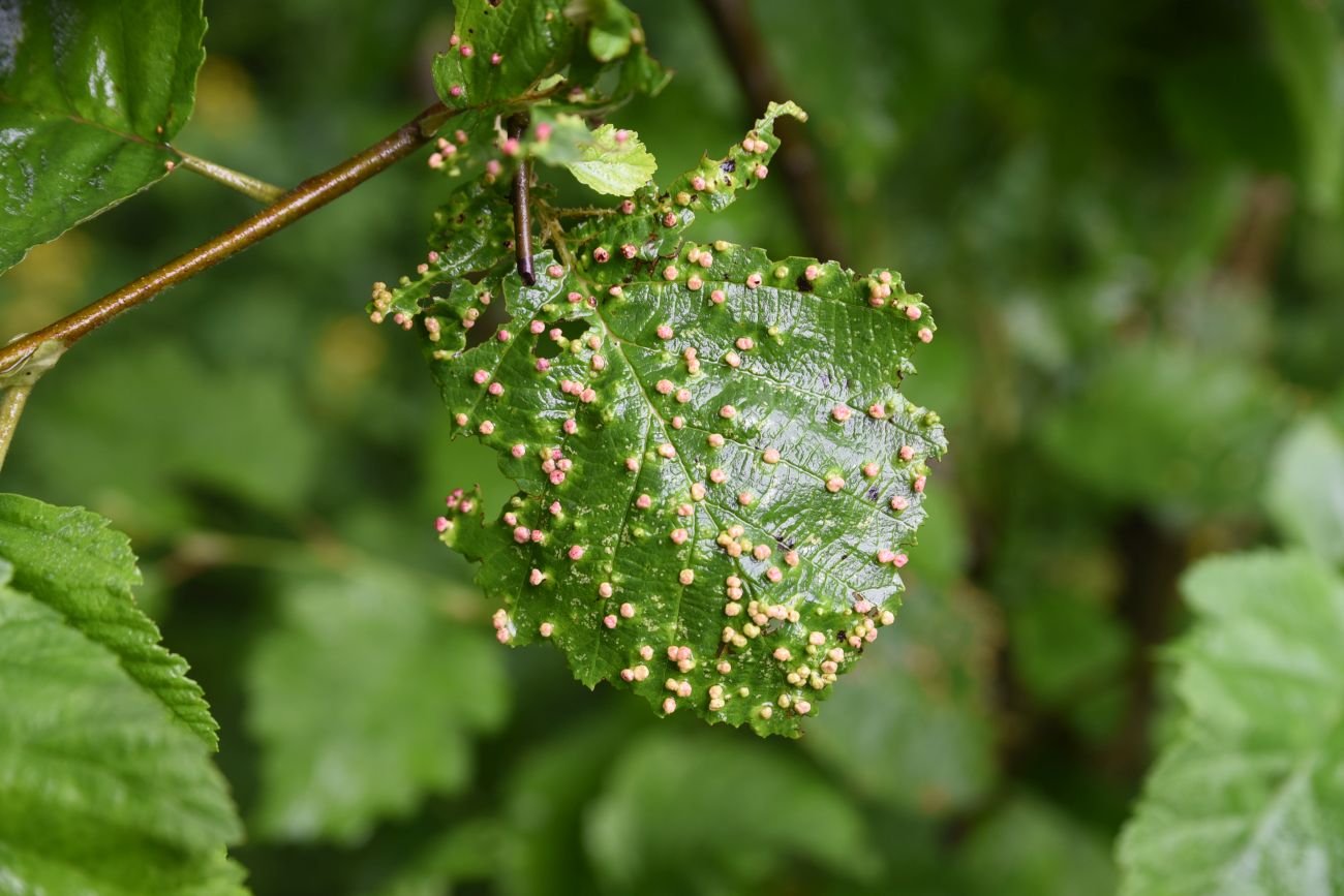 Image of Alnus incana specimen.