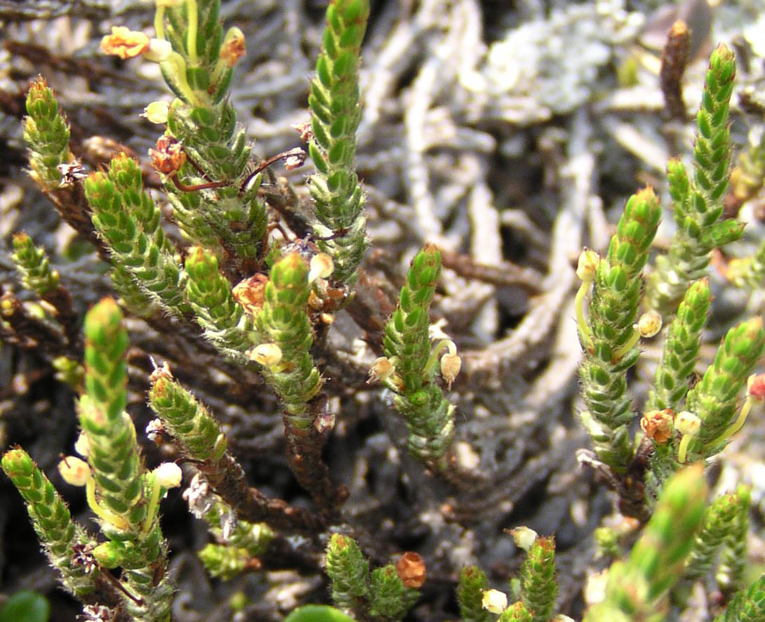 Image of Cassiope ericoides specimen.