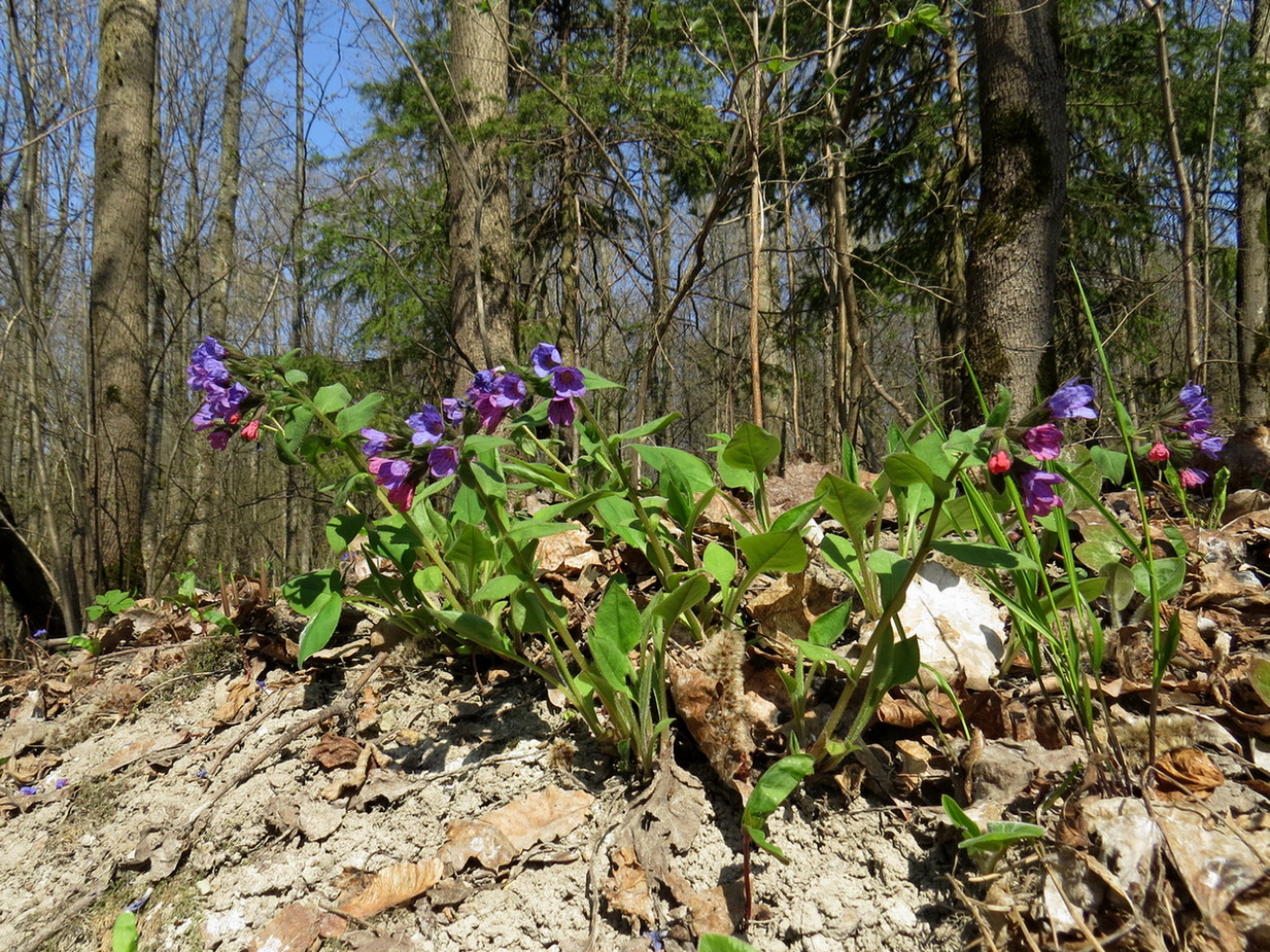 Изображение особи Pulmonaria obscura.