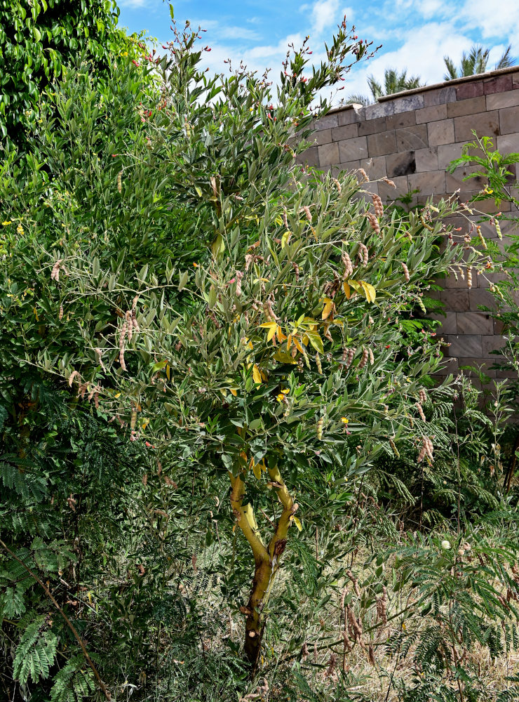 Image of Cajanus cajan specimen.