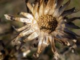 Centaurea apiculata. Ложе соплодия с облетевшими плодами. Тверская обл., Конаковский р-н, окр. г. Дубна, берег канала им. Москвы в 600 м юго-восточнее паромной переправы №1. 10.09.2022.