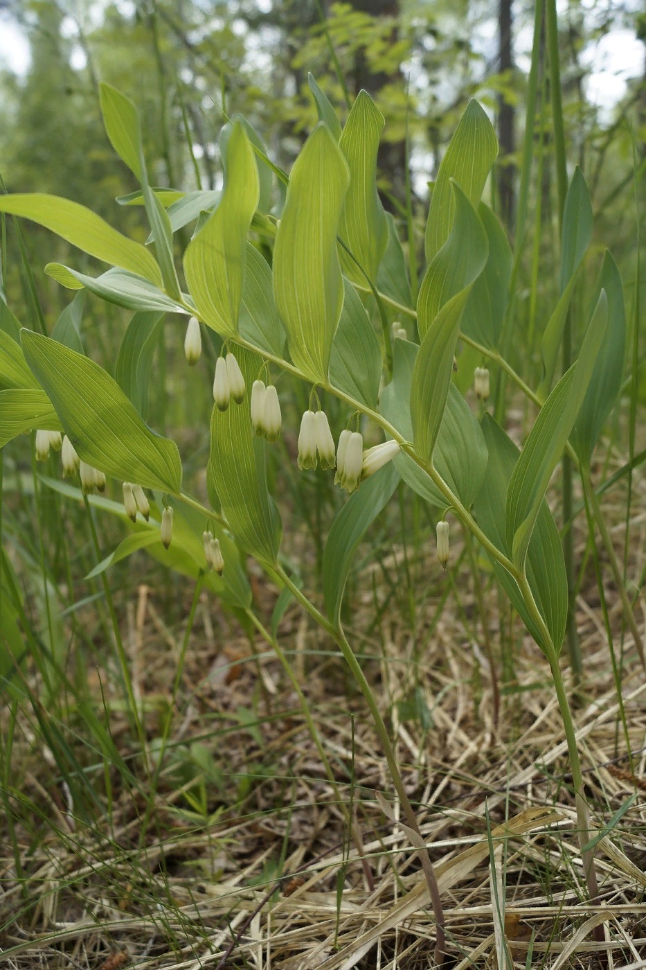 Изображение особи Polygonatum multiflorum.