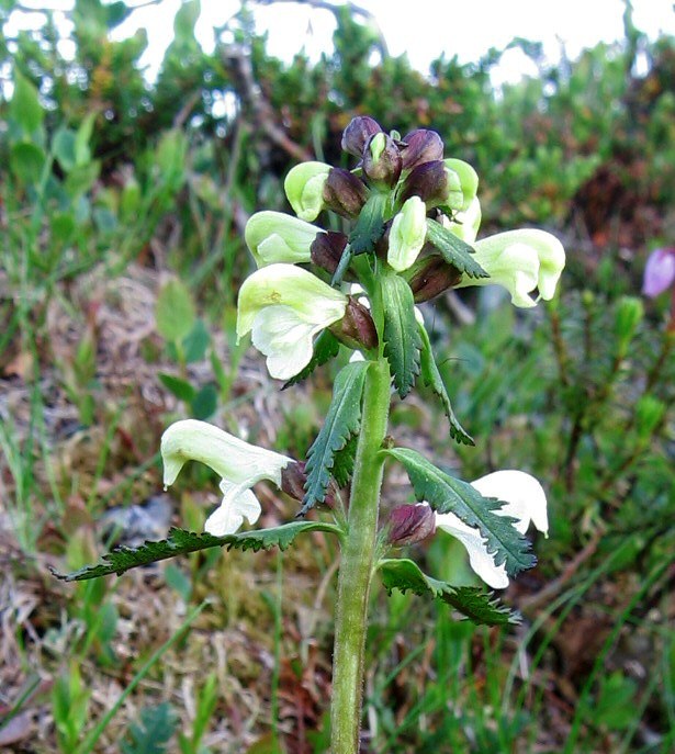 Изображение особи Pedicularis lapponica.