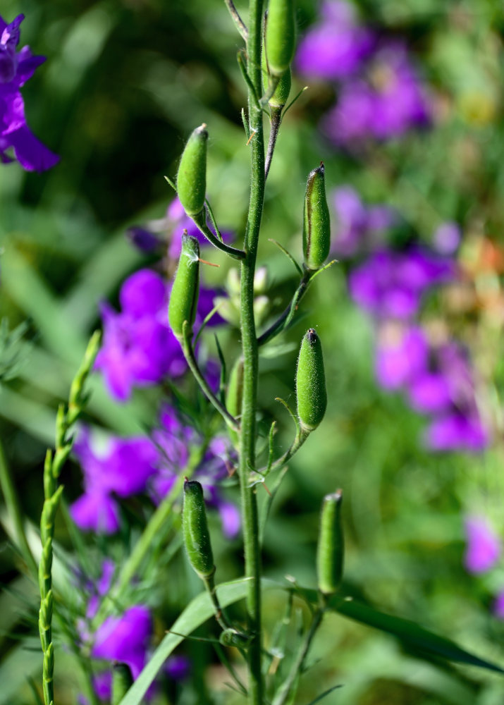 Изображение особи Delphinium hispanicum.