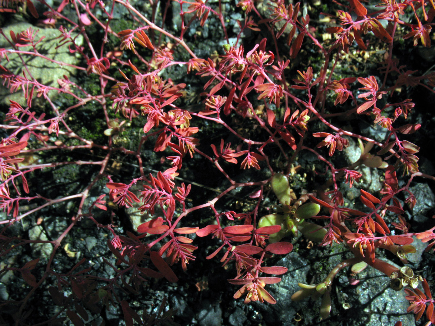 Image of Euphorbia glyptosperma specimen.