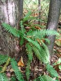 Polypodium sibiricum. Взрослые растения на стволе и корнях липы (Tilia amurensis). Хабаровский край, окр. г. Комсомольск-на-Амуре, широколиственный лес. 17.09.2023.