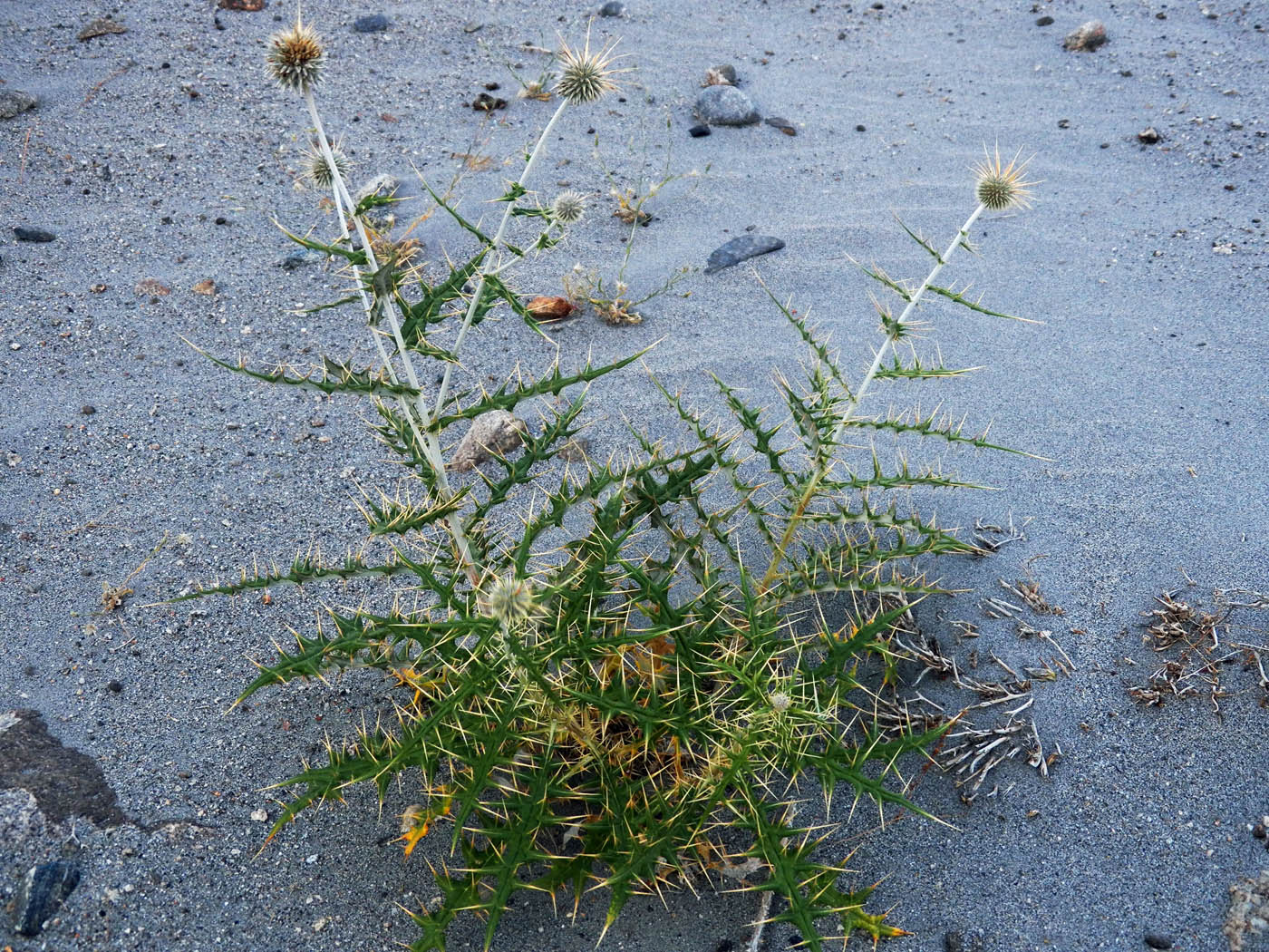 Image of Echinops maracandicus specimen.