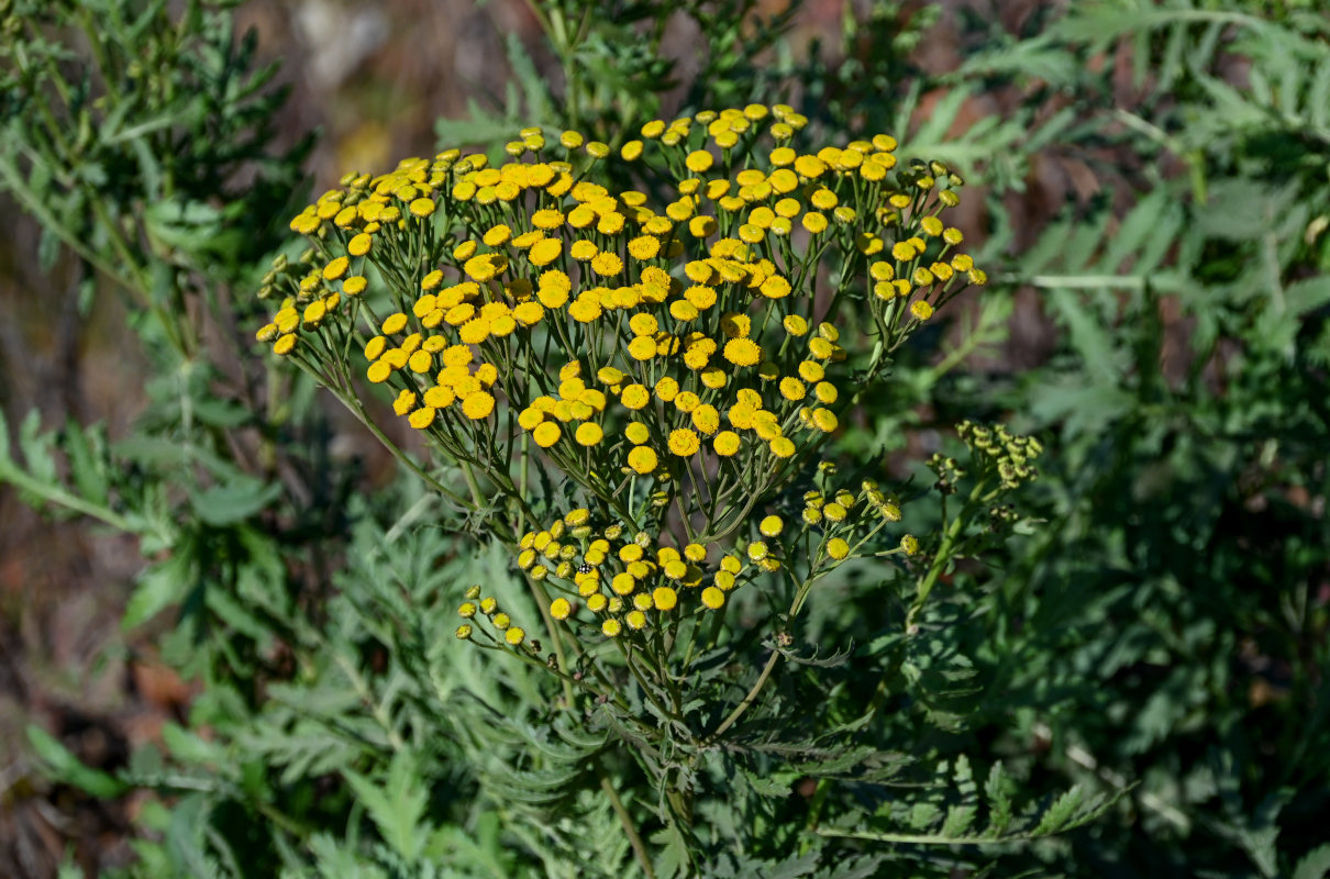 Image of Tanacetum vulgare specimen.