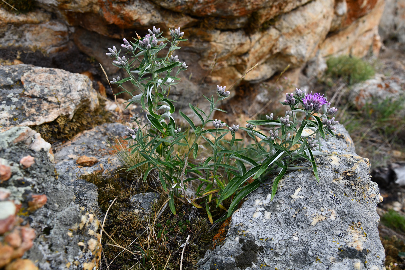 Изображение особи Saussurea salicifolia.