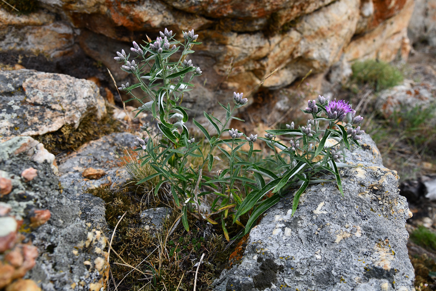 Image of Saussurea salicifolia specimen.