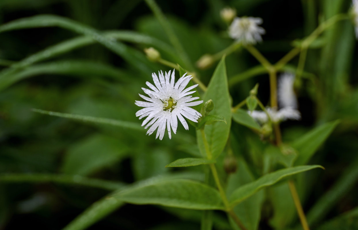 Изображение особи Fimbripetalum radians.