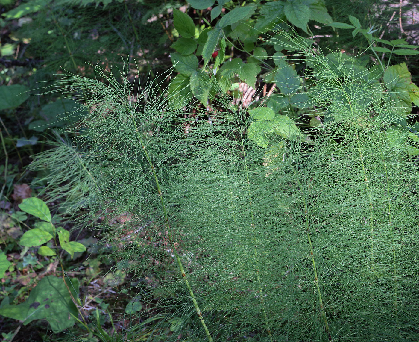 Image of Equisetum sylvaticum specimen.