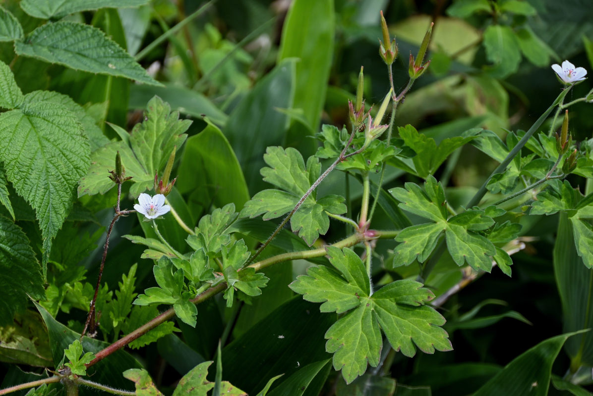 Image of Geranium sibiricum specimen.