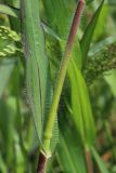 Panicum miliaceum