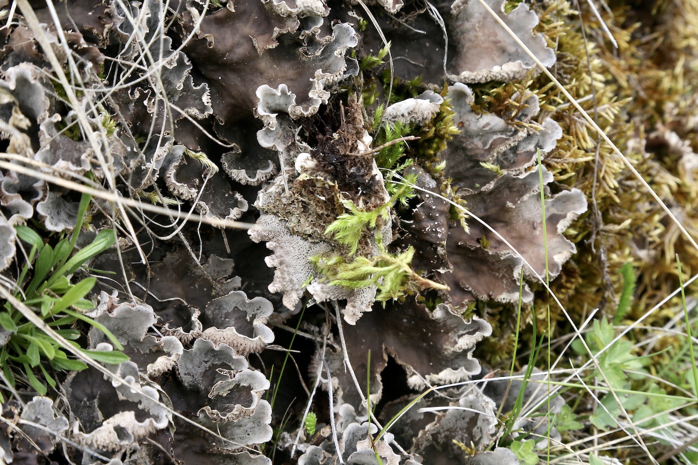 Image of Peltigera canina specimen.