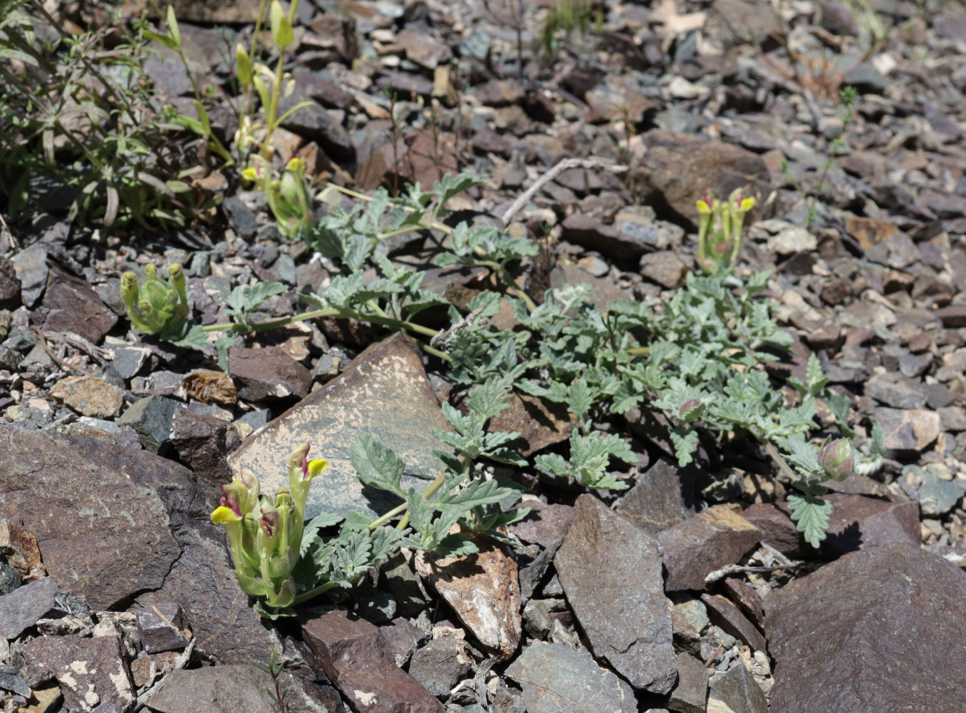 Image of Scutellaria sieversii specimen.