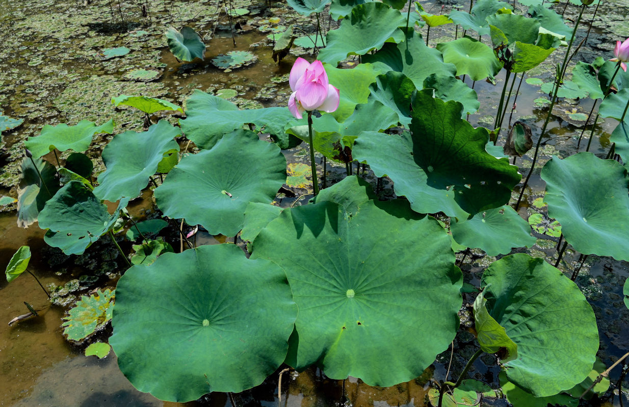 Изображение особи Nelumbo nucifera.