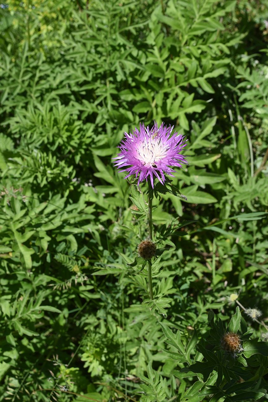 Изображение особи Psephellus absinthifolius.