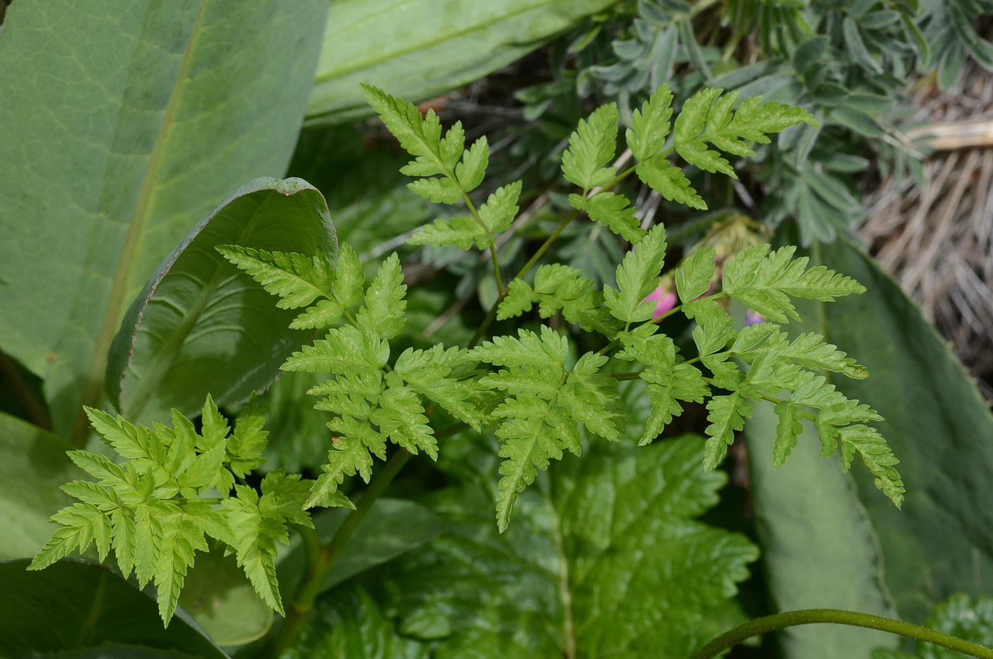 Image of familia Apiaceae specimen.