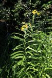 Senecio tataricus