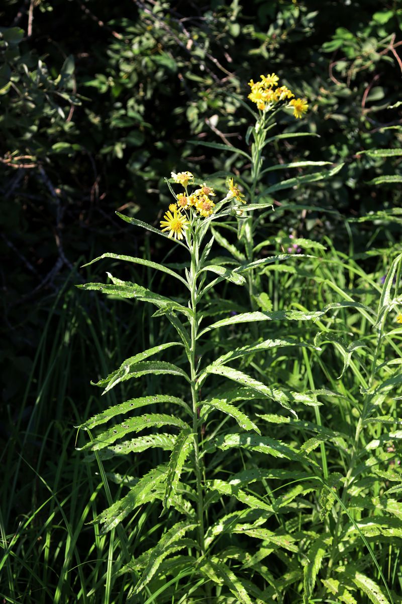 Изображение особи Senecio tataricus.