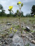 Potentilla multifida. Верхушка цветущего растения. Восточный Казахстан, Южный Алтай, хр. Сарымсакты, пер. Бурхат, ≈ 1900 м н.у.м., обочина дороги. 4 июля 2024 г.