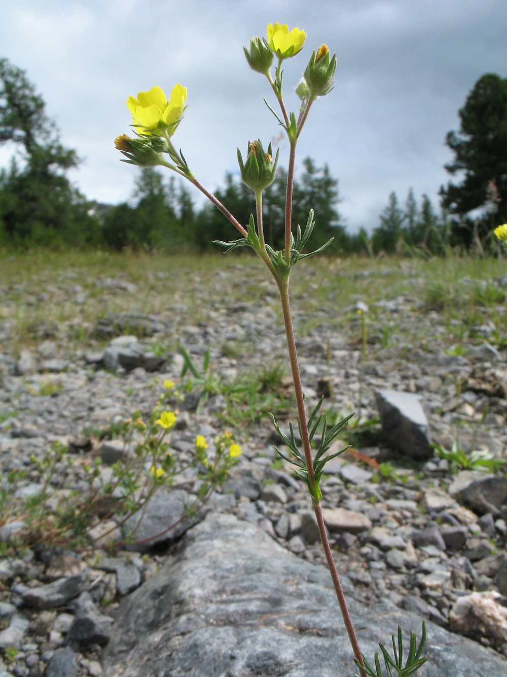 Изображение особи Potentilla multifida.