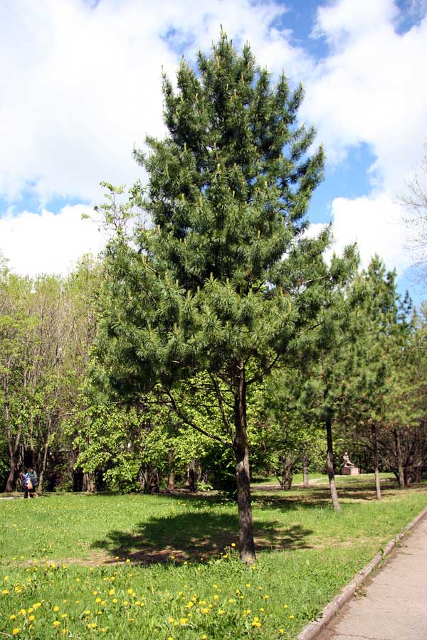 Изображение особи Pinus sibirica.