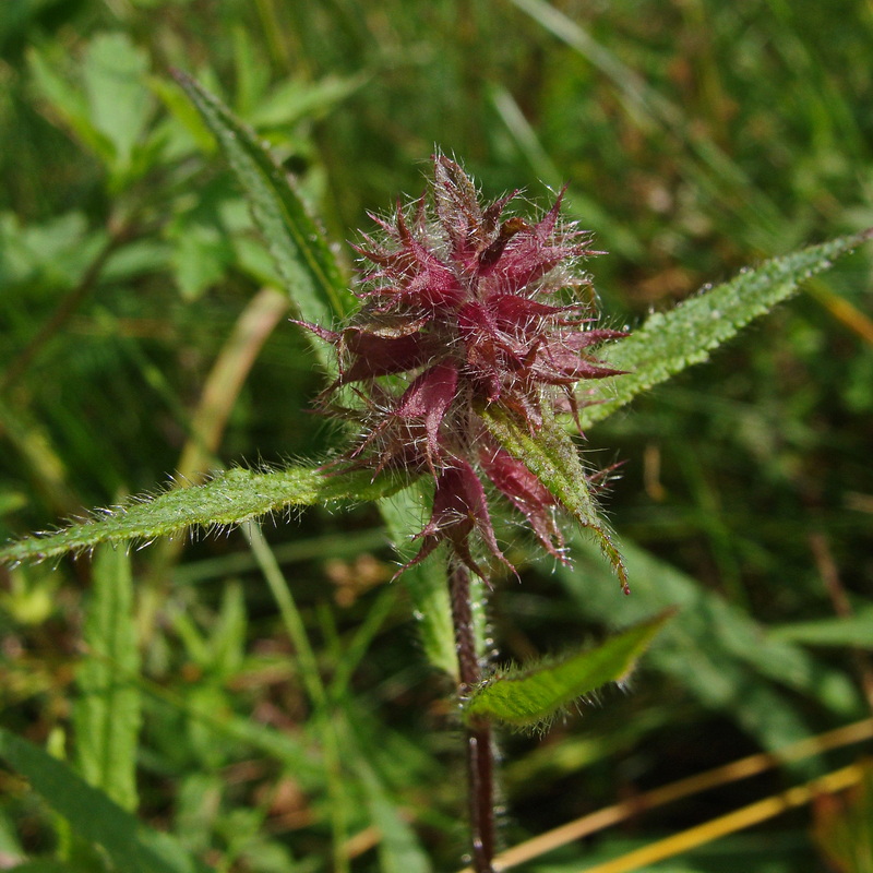 Изображение особи Stachys aspera.