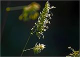 Dactylis glomerata