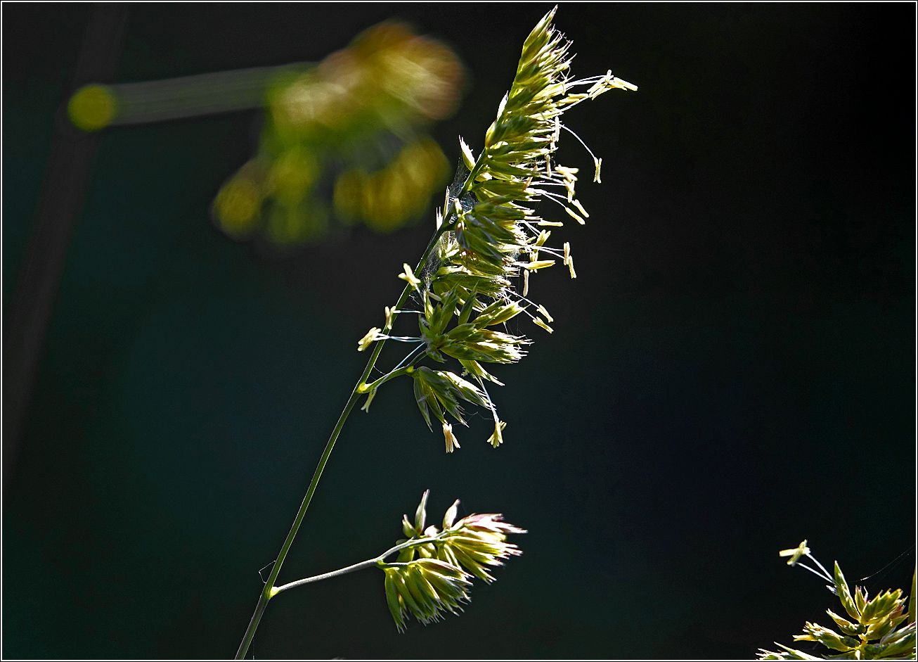 Изображение особи Dactylis glomerata.