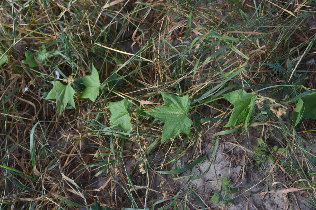 Изображение особи Echinocystis lobata.