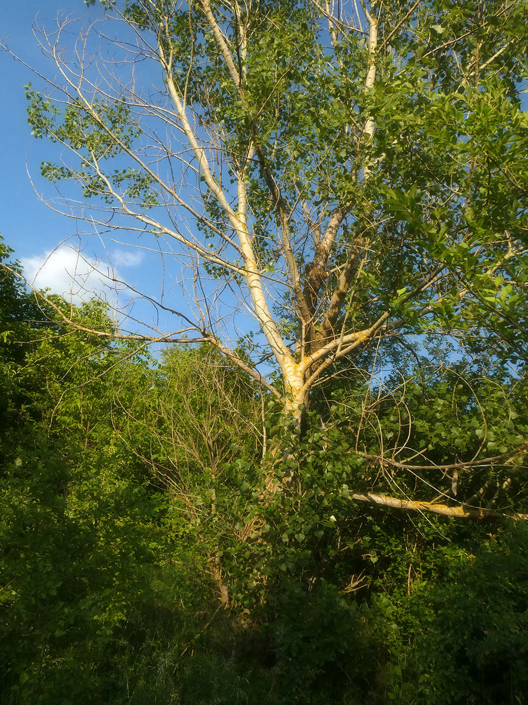 Image of Populus nigra specimen.