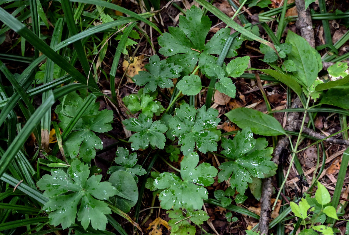 Image of Sanicula europaea specimen.