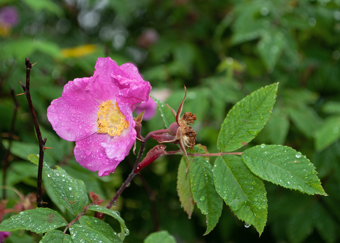 Изображение особи Rosa amblyotis.