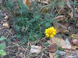 Anthemis tinctoria